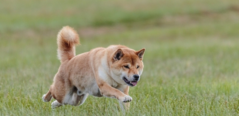bitcoin-shib-doge-coktu-o-meme-coin-ise-patladi - Crypto Turkey Bitcoin, SHIB, DOGE Çöktü: O Meme Coin ise Patladı