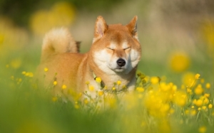 Bu Meme Coin, SHIB ve DOGE’u Devirdi: Yüzde 4.600 Yaptı!