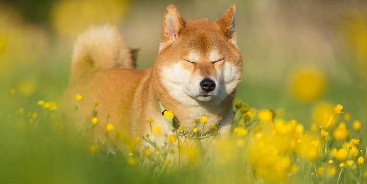 bu-meme-coin-shib-ve-doge-u-devirdi-yuzde-4-600-yapti - Crypto Turkey Bu Meme Coin, SHIB ve DOGE’u Devirdi: Yüzde 4.600 Yaptı!