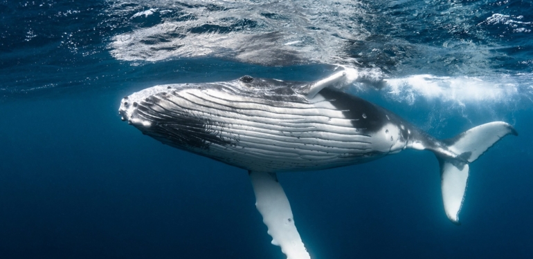 buyuk-bir-balina-son-dusus-sirasinda-3-milyon-matic-alimi-gerceklestirdi - Crypto Turkey Büyük Bir Balina Son Düşüş Sırasında 3 Milyon MATIC Alımı Gerçekleştirdi