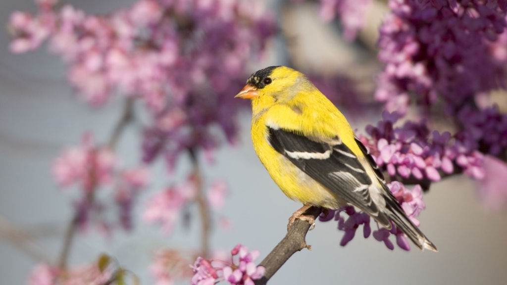 DeFi Protokolü Goldfinch, a16z Liderliğindeki Turda 25 Milyon Dolar Yatırım Aldı