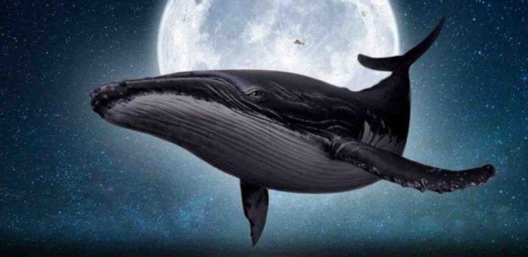 devasa-balinalar-dususte-bile-bu-altcoin-lerde-topluyor - Crypto Turkey Devasa Balinalar, Düşüşte Bile Bu Altcoin’lerde Topluyor!