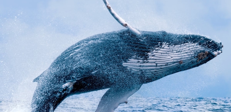 En Büyük 1000 Ethereum (ETH) Balinası, FTT ve SHIB Tutmaya Devam Ediyor