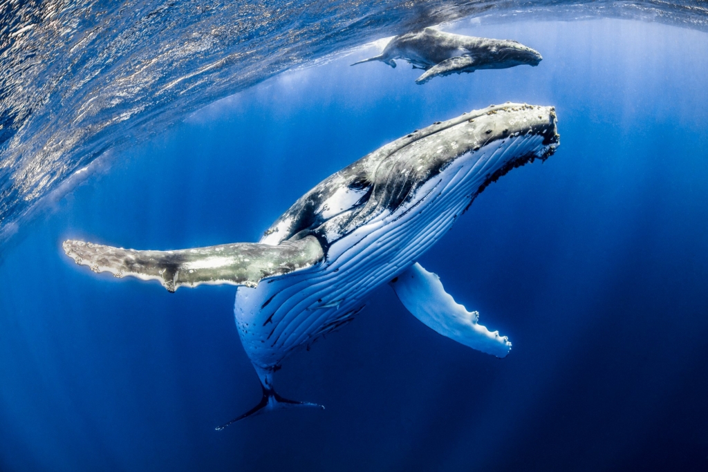 En Büyük Ethereum Balinaları, Bu Üç DeFi Varlığını Biriktiriyor