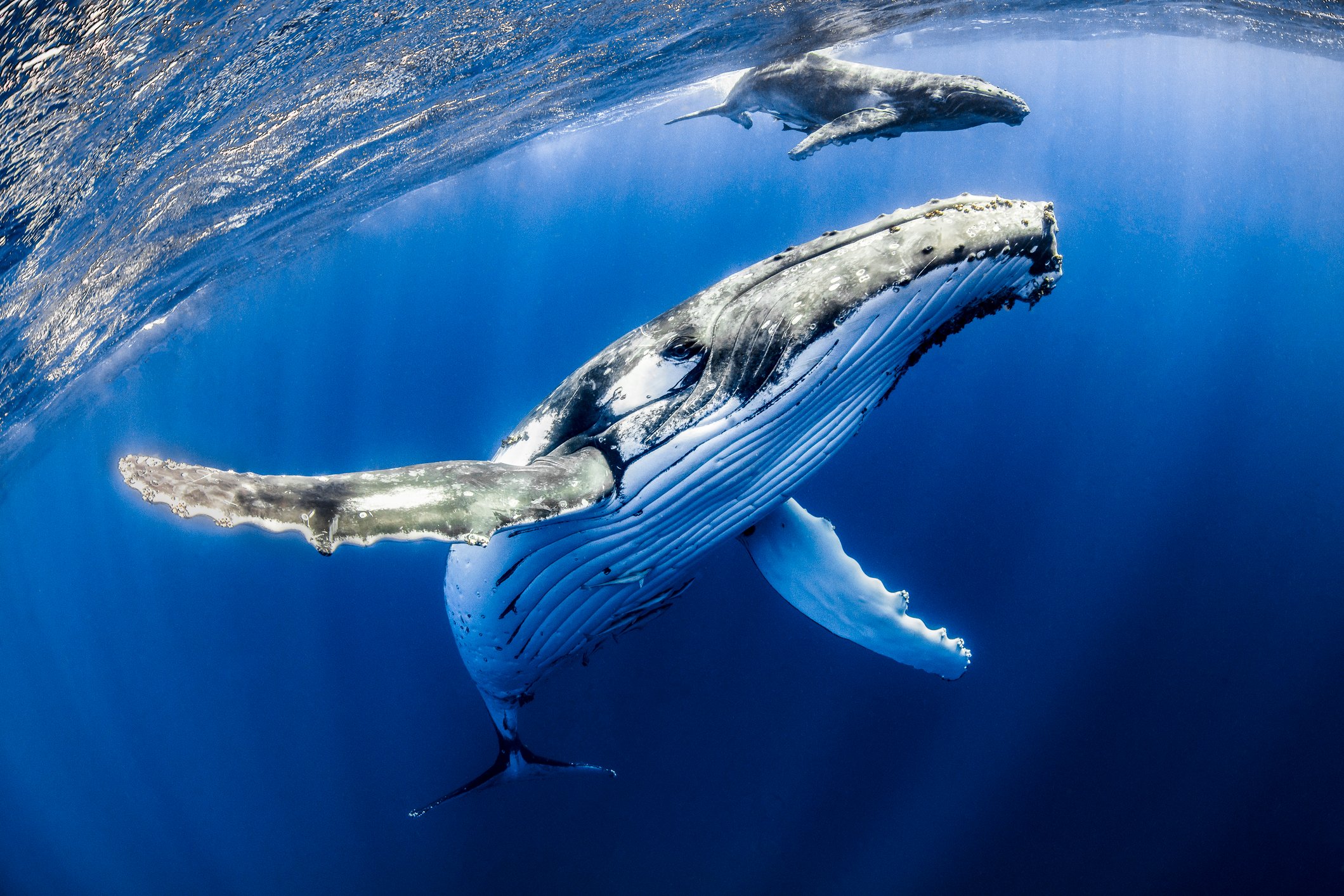 En Büyük Ethereum Balinaları, Bu Üç DeFi Varlığını Biriktiriyor