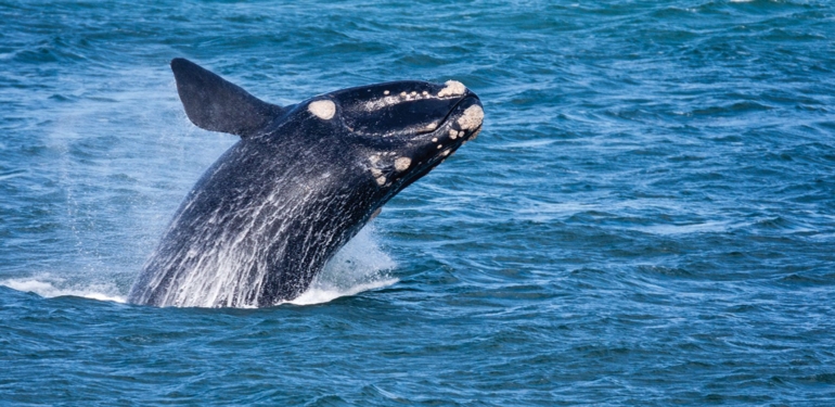 En Büyük Ethereum Balinaları MATIC Alıp Satıyor