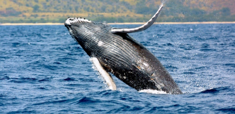 ethereum-eth-balinalari-link-ve-matic-satin-almaya-devam-ediyor - Crypto Turkey Ethereum (ETH) Balinaları, LINK ve MATIC Satın Almaya Devam Ediyor