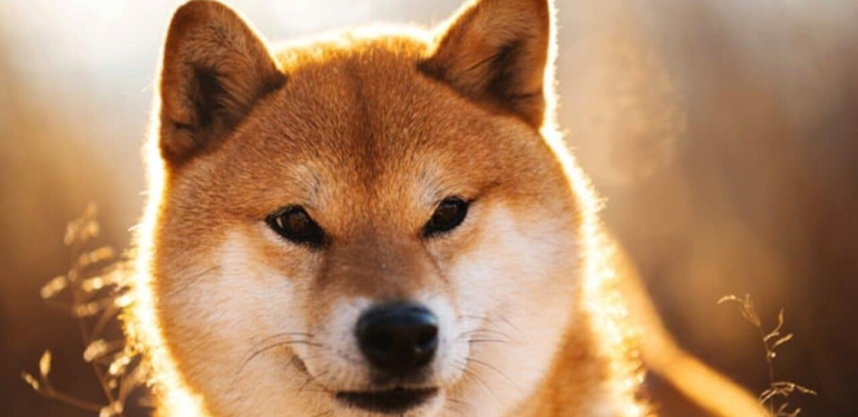 google-trends-aramalarinda-shiba-inu-shib-90-gunun-en-dusuk-seviyesinde - Crypto Turkey Google Trends Aramalarında Shiba Inu (SHIB) 90 Günün En Düşük Seviyesinde