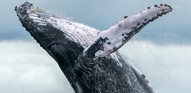 Kripto Balinaları Shiba Inu (SHIB) Almayı Sürdürüyor