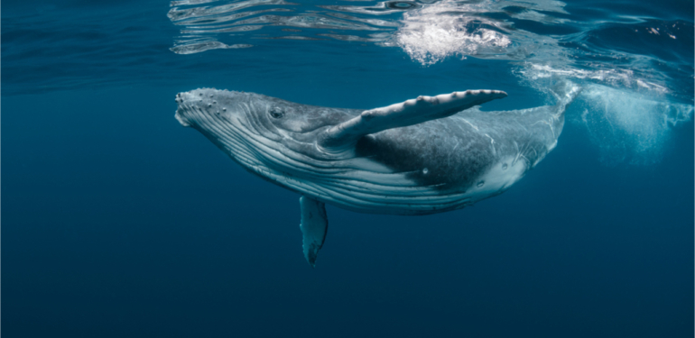 piyasa-coktu-ama-balinalar-bu-altcoin-i-satmam-diyor - Crypto Turkey Piyasa Çöktü: Ama Balinalar Bu Altcoin’i “Satmam” Diyor!