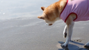 SHIB, DOGE Değil: Bu Meme Coin, Balinaların Radarına Girdi!