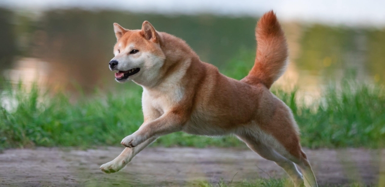 SHIB Lideri: Shiba Inu, Piyasası Sallayacak Bir Haberle Geliyor!