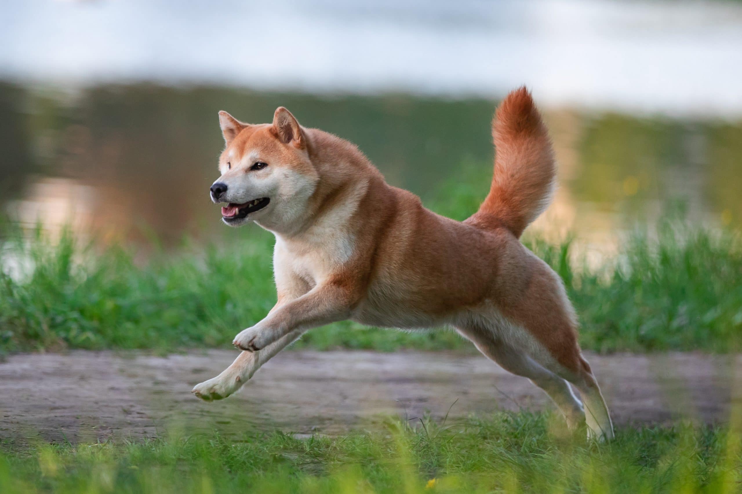 SHIB Lideri: Shiba Inu, Piyasası Sallayacak Bir Haberle Geliyor!