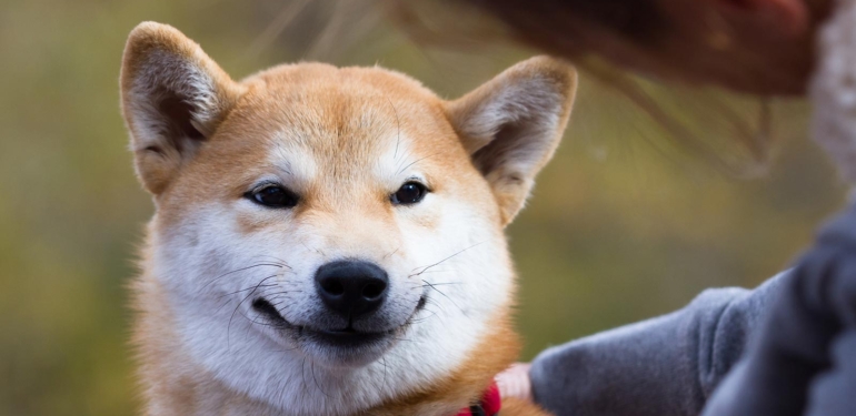 shiba-inu-ekibi-coinmarketcap-e-yonelttigi-suclamayi-geri-cekti - Crypto Turkey Shiba Inu Ekibi, CoinMarketCap’e Yönelttiği Suçlamayı Geri Çekti