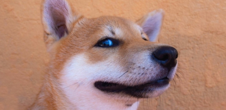 shiba-inu-gelecek-hafta-bu-seviyelerde-olabilir - Crypto Turkey Shiba Inu Gelecek Hafta Bu Seviyelerde Olabilir!