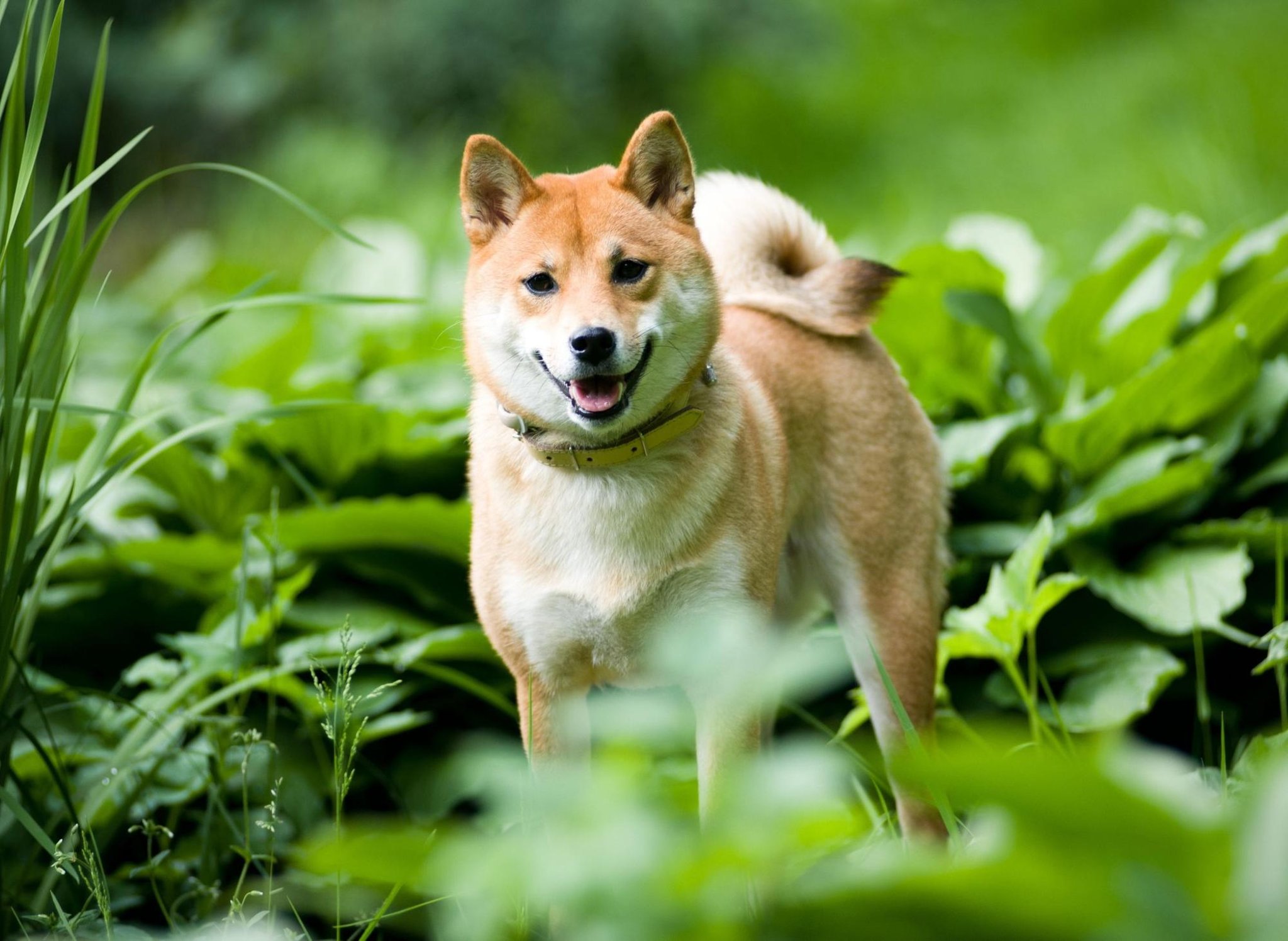 Shiba Inu (SHIB), Robinhood’da Listeleneceğine Dair Söylentiler Üzerine Artış Gösterdi