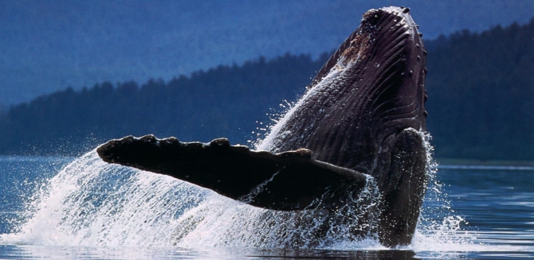 veriler-geldi-devasa-balinalar-bu-altcoin-lerden-stokluyor - Crypto Turkey Veriler Geldi: Devasa Balinalar, Bu Altcoin’lerden Stokluyor!