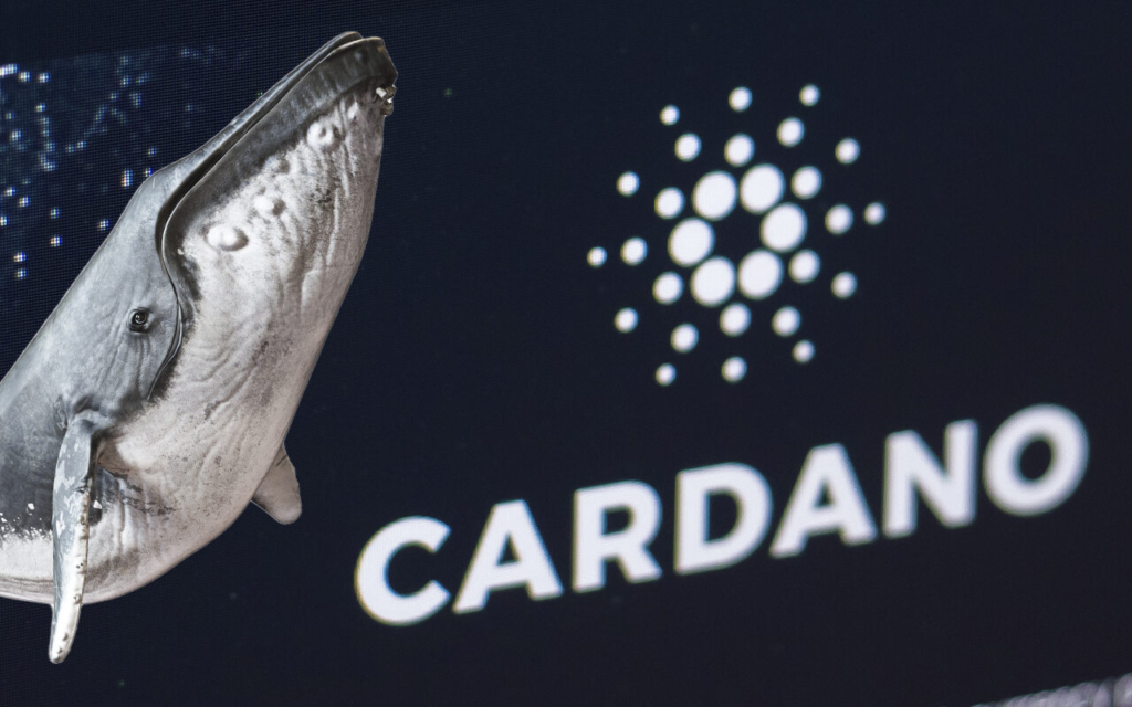 Cardano (ADA) Gelişmeleri: Piyasaya Balinalar Değil Köpekbalıkları Yön Veriyor!