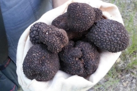 Dev Trüf Mantarı, NFT Platformu OpenSea’de Satışa Sunuldu