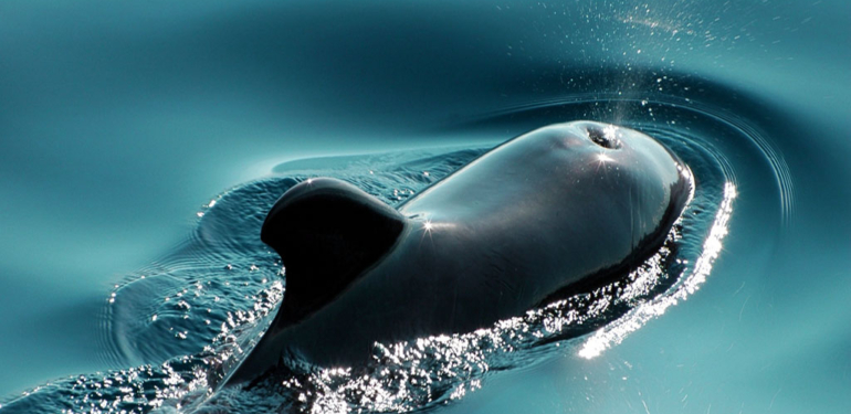 dikkat-balinalar-bugun-bu-altcoin-leri-elden-cikariyor - Crypto Turkey Dikkat: Balinalar, Bugün Bu Altcoin’leri Elden Çıkarıyor!