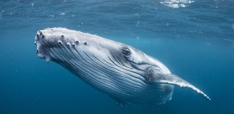 ethereum-balinalari-coinbase-in-listeledigi-altcoin-i-aldi - Crypto Turkey Ethereum Balinaları, Coinbase’in Listelediği Altcoin’i Aldı