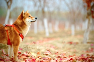 Shiba Inu (SHIB) Artık Binance Custody Tarafından Destekleniyor