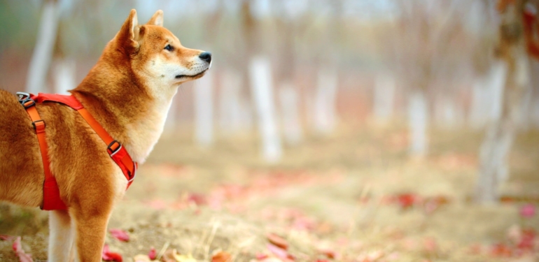 Shiba Inu (SHIB) Artık Binance Custody Tarafından Destekleniyor