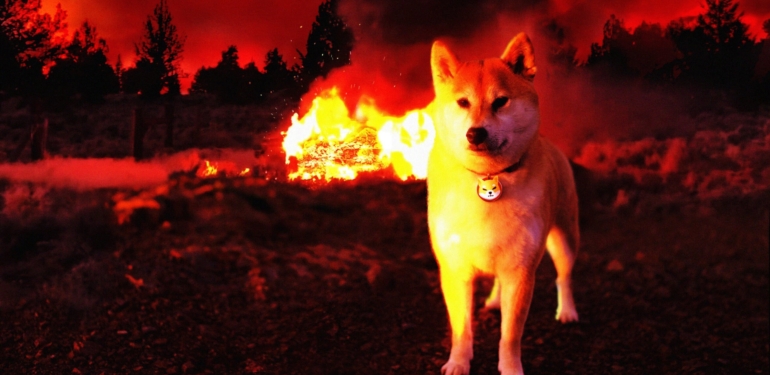 Son 3 Günde 143.1 Milyon Shiba Inu (SHIB) Tokenı Yakıldı