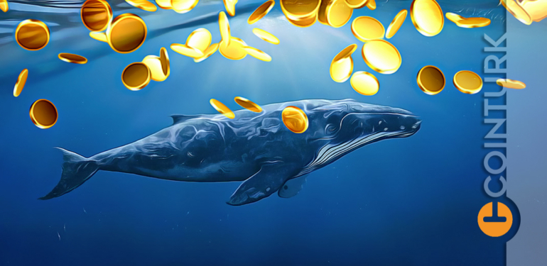 stoklama-cilginligi-balinalar-bu-altcoini-almayi-abartti - Crypto Turkey Stoklama Çılgınlığı: Balinalar Bu Altcoini Almayı Abarttı!