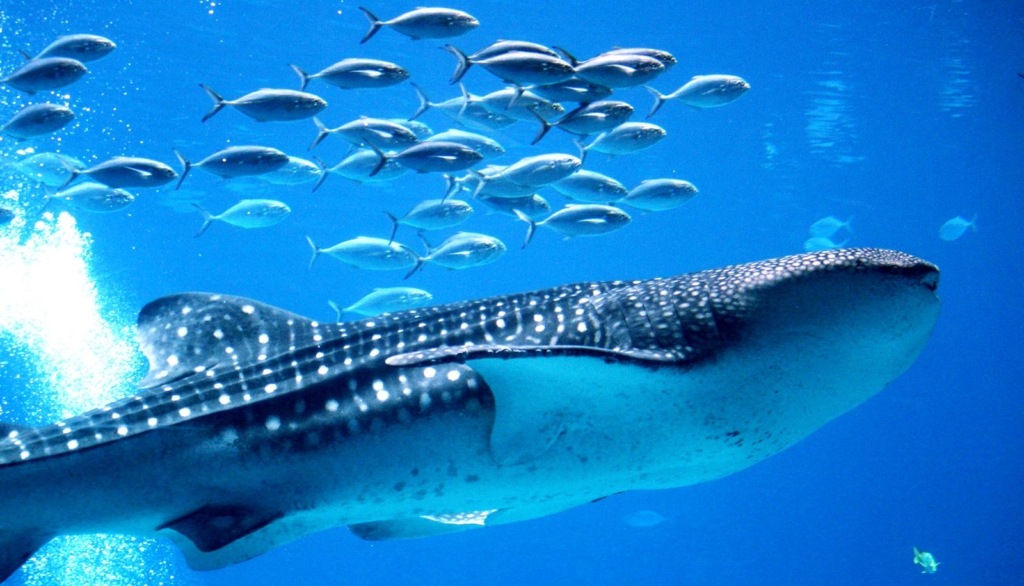 Balinalar Altcoin Avında: Bu Küçük Balıklar Yutuluyor!