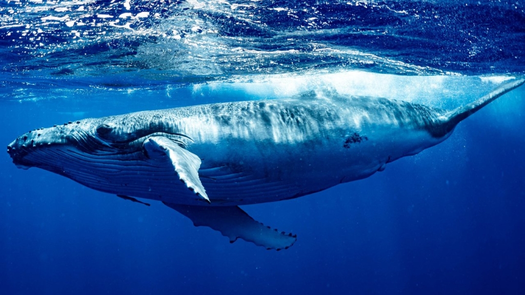 Balinalar, LINK ve MATIC Satın Alarak Varlıklarını Arttırmaya Devam Ediyor