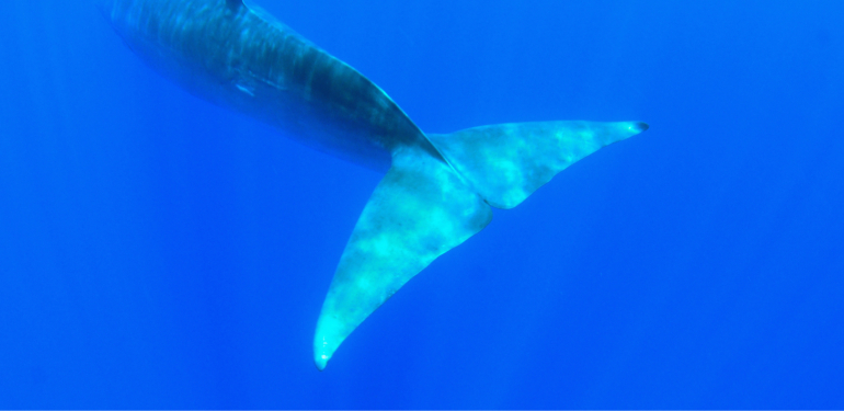 Bugün Balinaların Alım Yaptığı Altcoin’ler: SHIB ve Daha Fazlası…