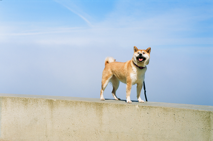 Dogecoin Birikimi Top Yaptı! “Bu Seviyelere Hazır Olun”