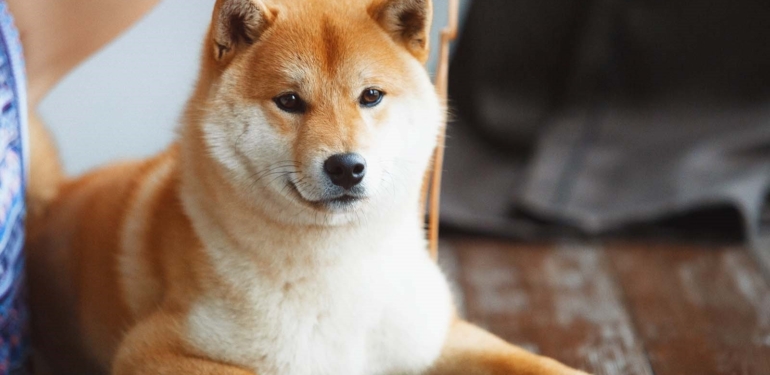 dogecoin-doge-kurucu-ortagi-shiba-inu-nun-metaverse-ini-sert-bir-dille-elestirdi - Crypto Turkey Dogecoin (DOGE) Kurucu Ortağı Shiba Inu’nun Metaverse’ini Sert Bir Dille Eleştirdi
