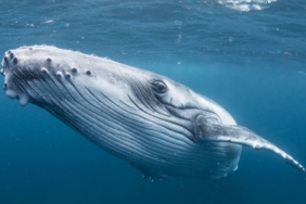 En Büyük 7. Balina, Bu Altcoin’den Aldı: İşte Sepetteki Coinler!