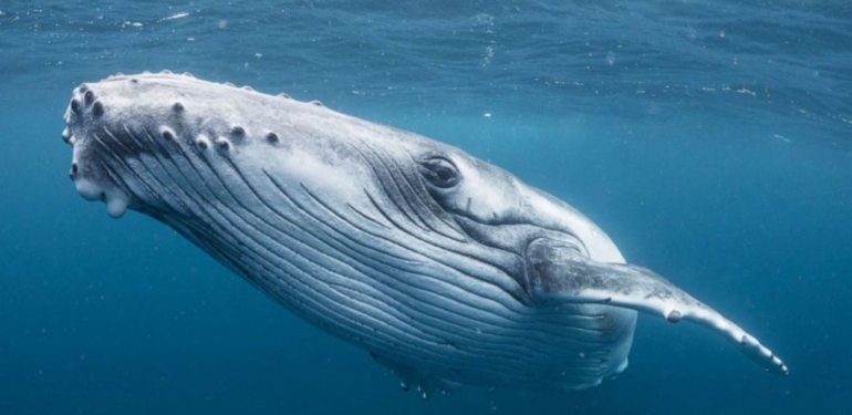 En Büyük 7. Balina, Bu Altcoin’den Aldı: İşte Sepetteki Coinler!