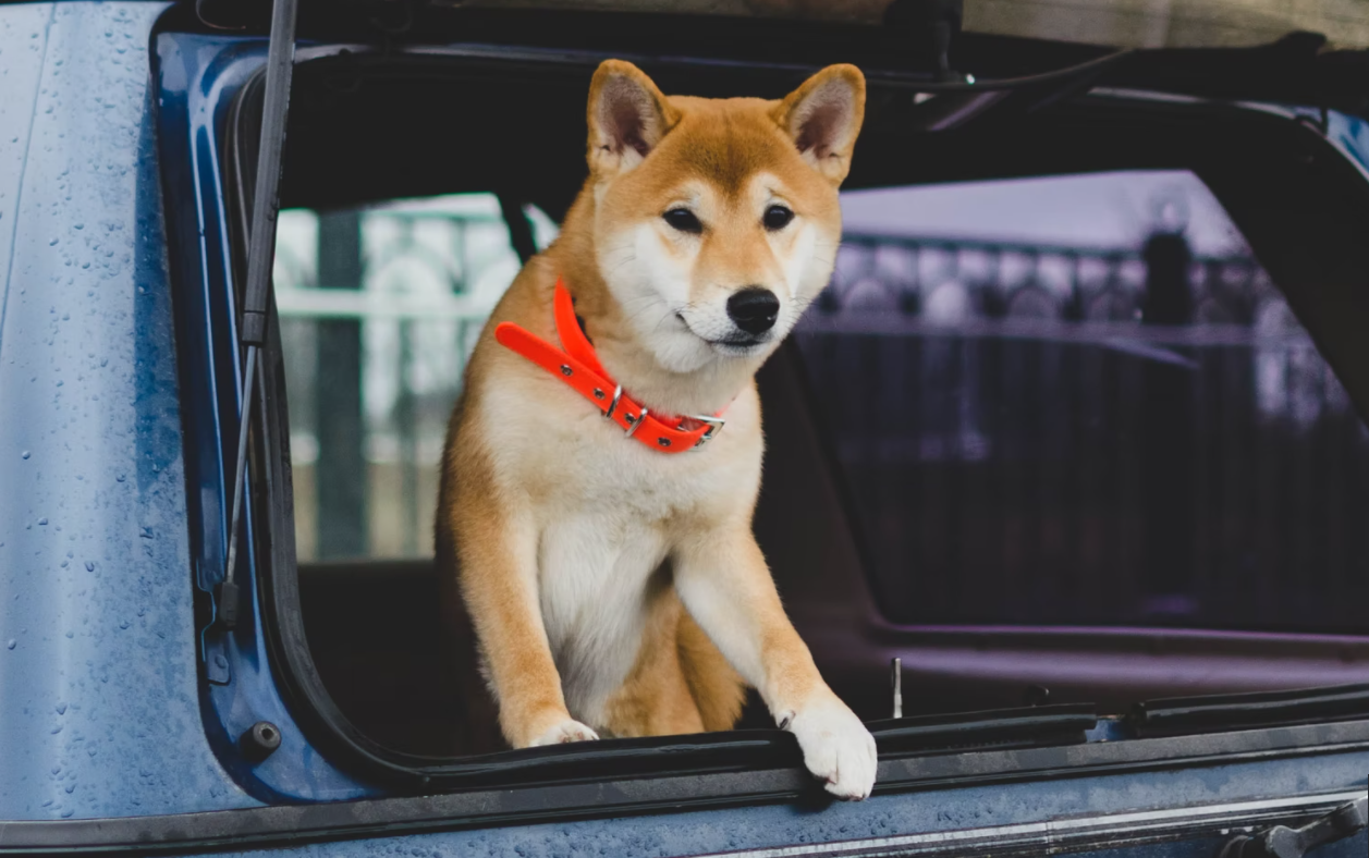 Shiba Inu ve Bu 2 Altcoin’den Müjde: Sepete Giriyor!