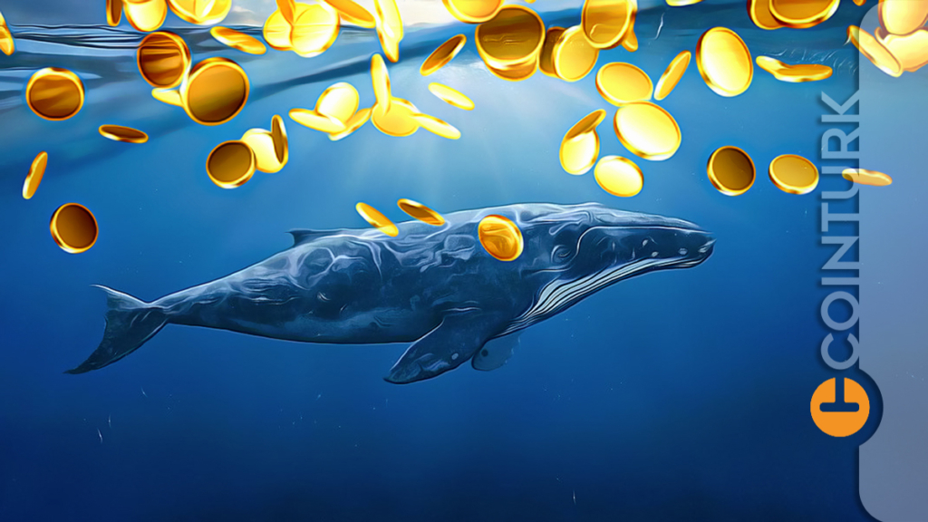 WhaleStats Verileri: Dev Balinalar Shiba Inu Satarken Bu İki Coin’i Biriktiriyor