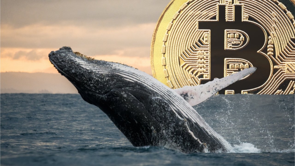 Bitcoin Balinaları BTC Almaya Devam Ediyor