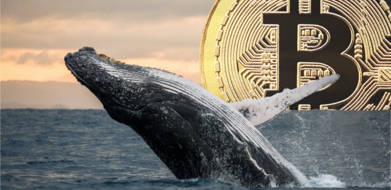 Bitcoin Balinaları BTC Almaya Devam Ediyor