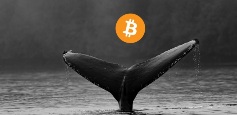 bitcoin-balinalarinin-islem-sayisi-artiyor - Crypto Turkey Bitcoin Balinalarının İşlem Sayısı Artıyor