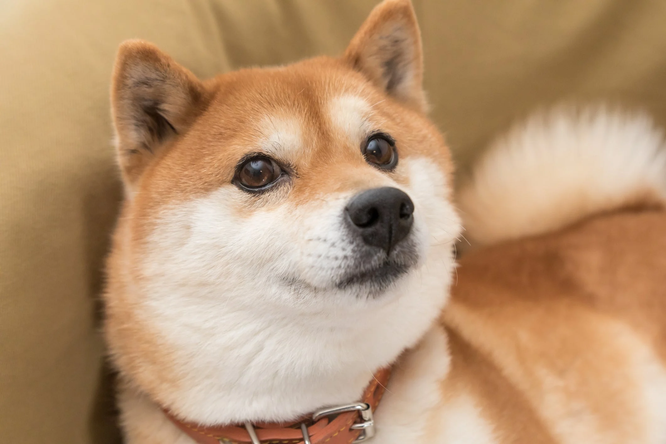 Shiba Inu (SHIB) Geliştiricisi, Dolandırıcılara Karşı Uyardı