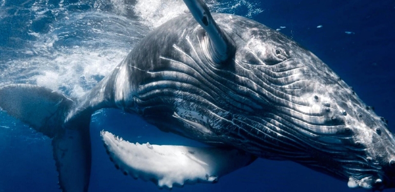 Veriler Ethereum Balinalarının Bu 5 Altcoin’e Akın Ettiğini Gösteriyor