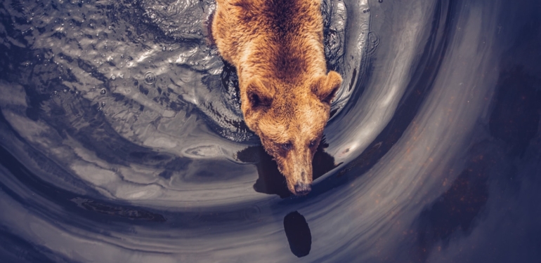 Analist: Ayı Piyasasında Bu Kategorideki Altcoin’ler Mutlaka Biriktirilmeli