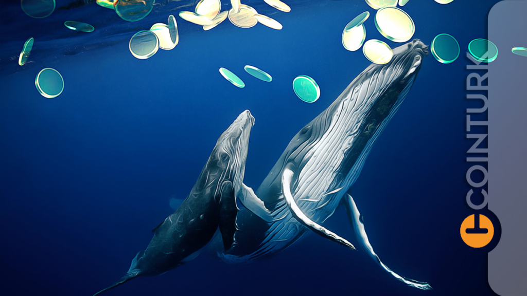 Analitik Şirketi Duyurdu: Balinalar Bu Altcoin’den Biriktirmeye Devam Ediyor