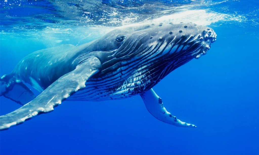 Bu Altcoin’e Balinaların Akını Sürüyor! 1 Ayda 20 Milyondan Fazla Token Aldılar