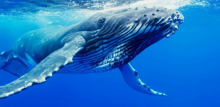 bu-altcoin-e-balinalarin-akini-suruyor-1-ayda-20-milyondan-fazla-token-aldilar - Crypto Turkey Bu Altcoin’e Balinaların Akını Sürüyor! 1 Ayda 20 Milyondan Fazla Token Aldılar