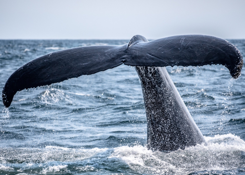 En Büyük Ethereum Balinaları 7 Altcoin’de Dip Avcılığı Yapıyor