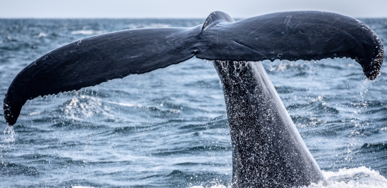 En Büyük Ethereum Balinaları 7 Altcoin’de Dip Avcılığı Yapıyor