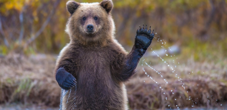 IntoTheBlock Araştırmacısından Ayı Piyasası Analizi: “Acımasız Olmayabilir”